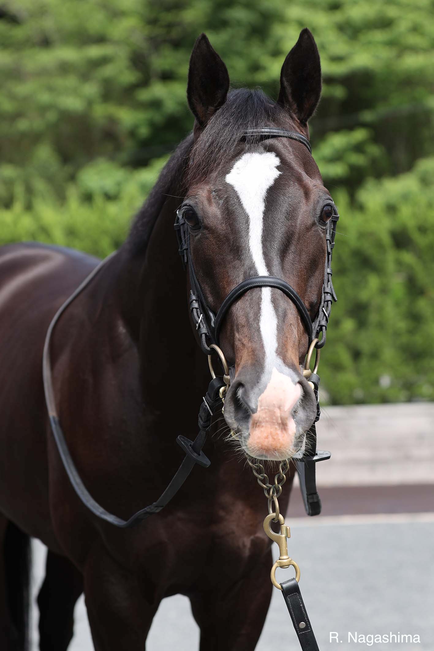 ダノンプレミアム号、引退によせて | NAKAUCHIDA Stable